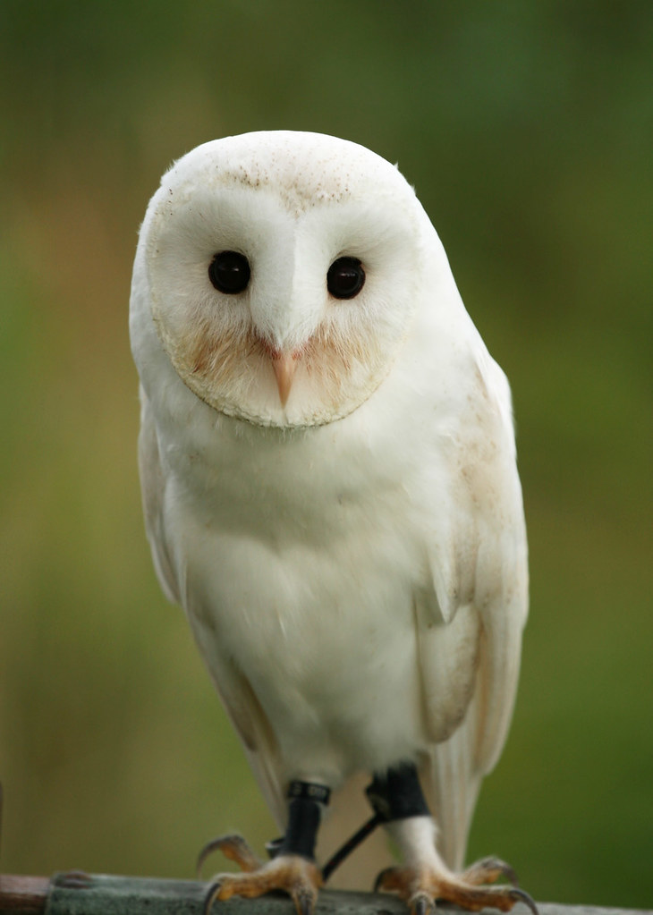 Barn Owl